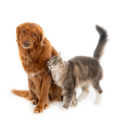 Pidocchi e animali: cani e gatti non li trasmettono
