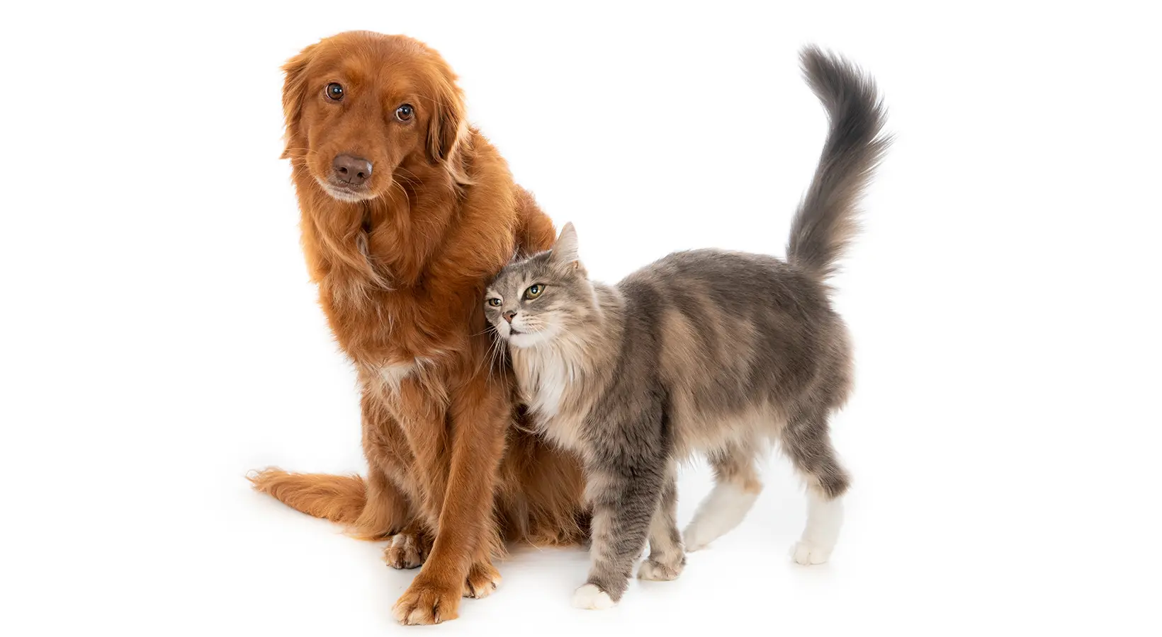 Pidocchi e animali: cani e gatti non li trasmettono